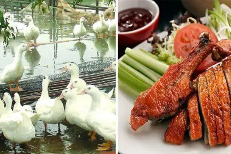 Cà sáy Tiên Yên đặc sản